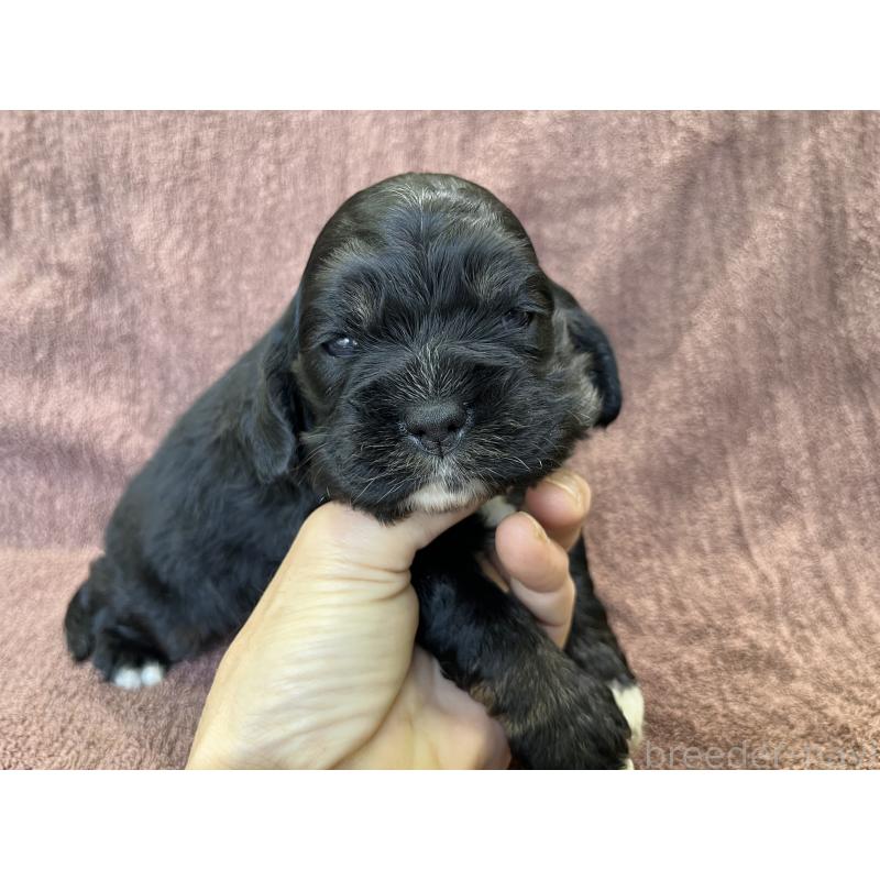 販売中の茨城県のコッカプー:アメリカンコッカースパニエル×トイプードル-432709の8枚目