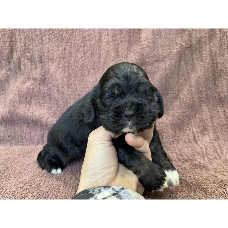 販売中の茨城県のコッカプー:アメリカンコッカースパニエル×トイプードル-432709の7枚目