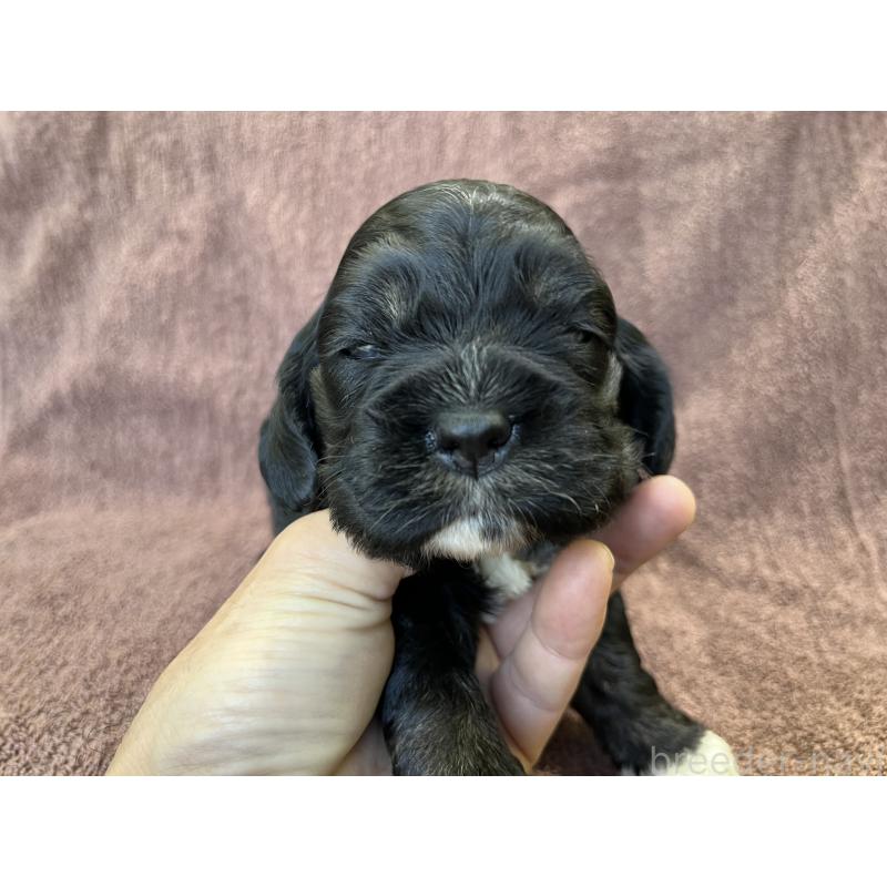 販売中の茨城県のコッカプー:アメリカンコッカースパニエル×トイプードル-432709の6枚目