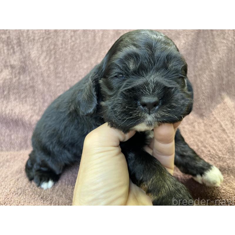 販売中の茨城県のコッカプー:アメリカンコッカースパニエル×トイプードル-432709の5枚目