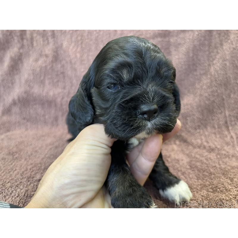 販売中の茨城県のコッカプー:アメリカンコッカースパニエル×トイプードル-432709の4枚目