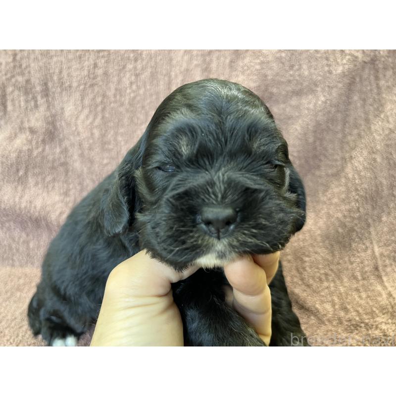 販売中の茨城県のコッカプー:アメリカンコッカースパニエル×トイプードル-432709の3枚目