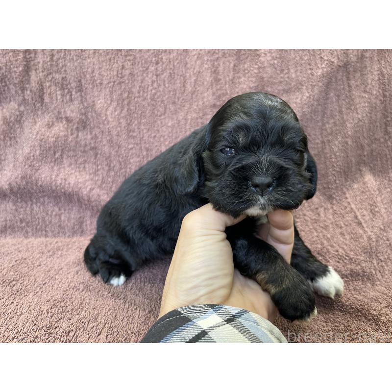 販売中の茨城県のコッカプー:アメリカンコッカースパニエル×トイプードル-432709の2枚目