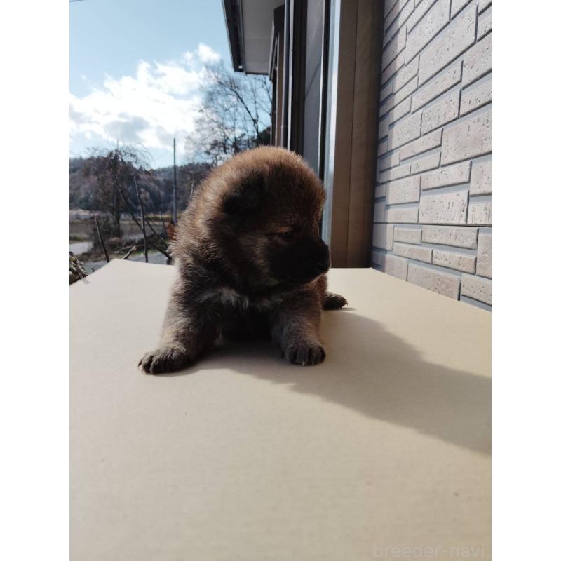 販売中の茨城県の柴犬-432711の3枚目