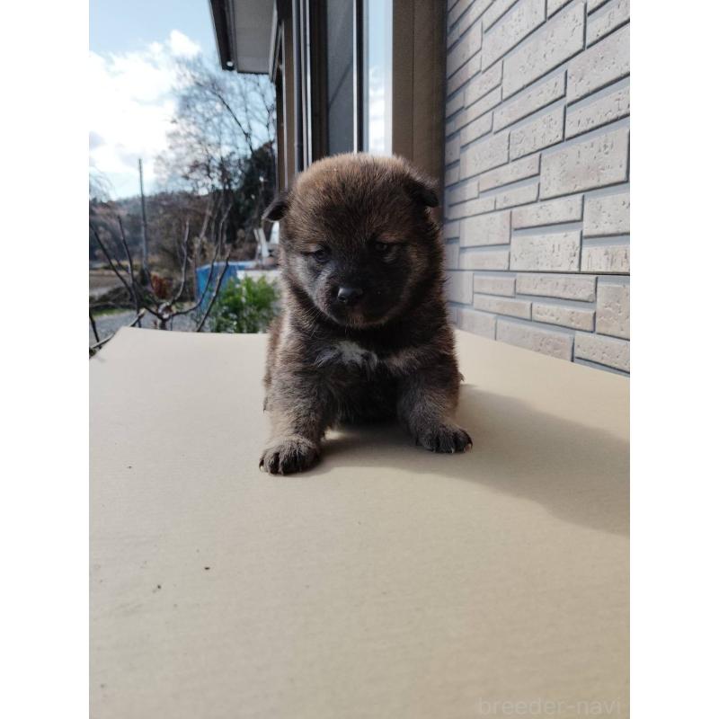 販売中の茨城県の柴犬-432711の2枚目