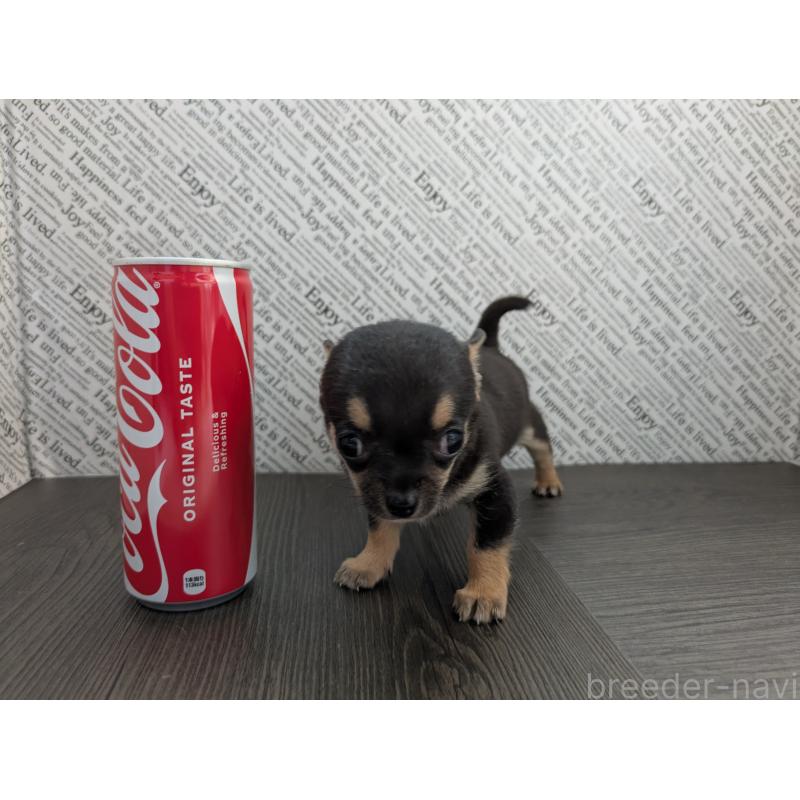 販売中の茨城県のチワワ(スムースコート)-413644の4枚目