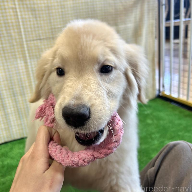 成約済の栃木県のゴールデンレトリーバー-421578の13枚目