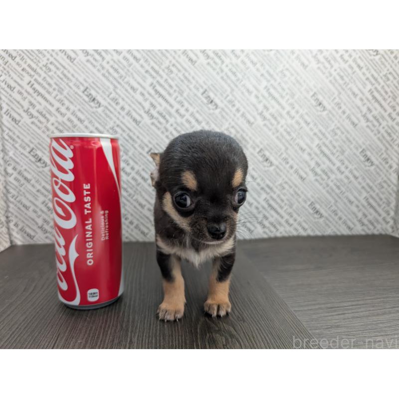 販売中の茨城県のチワワ(スムースコート)-413644の3枚目