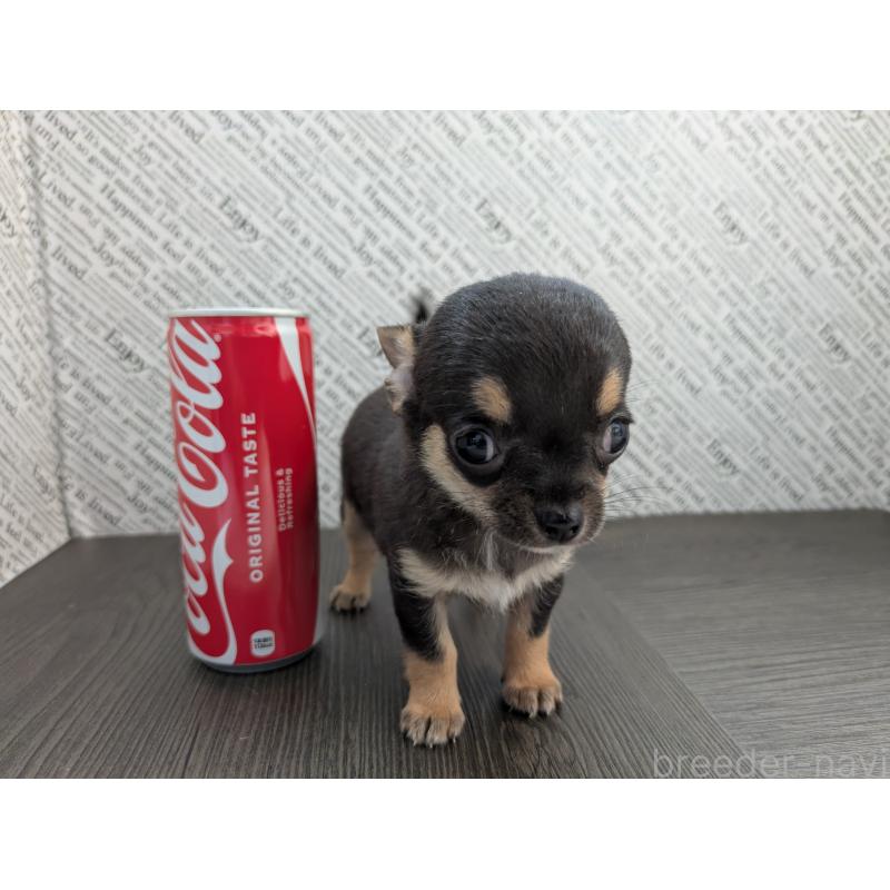 販売中の茨城県のチワワ(スムースコート)-413644の2枚目