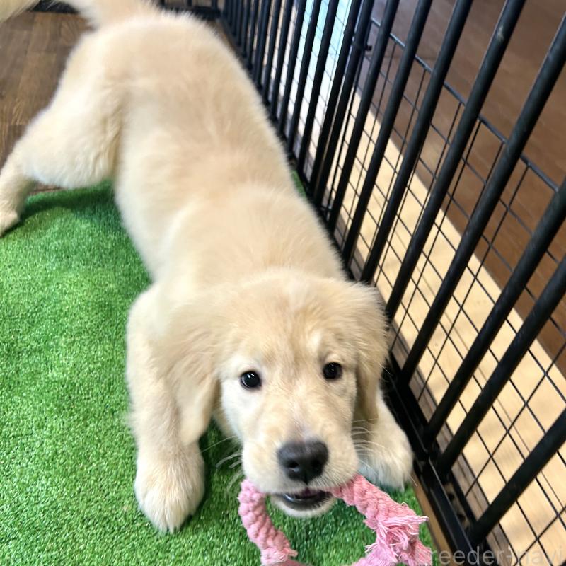 成約済の栃木県のゴールデンレトリーバー-421578の11枚目