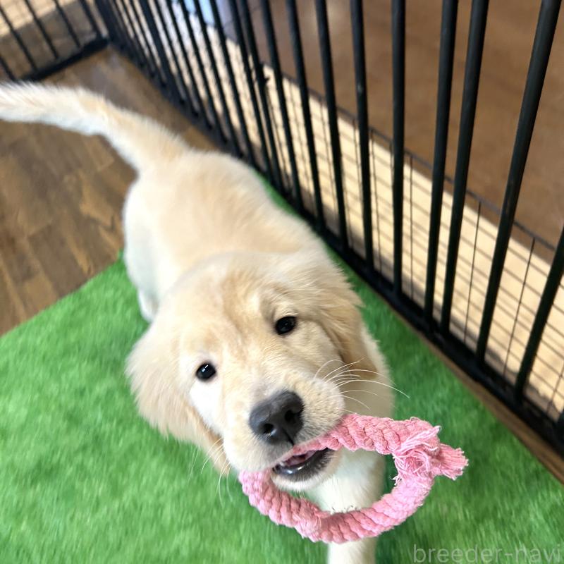 成約済の栃木県のゴールデンレトリーバー-421578の10枚目