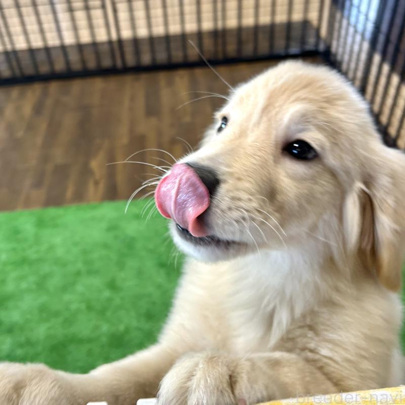 成約済の栃木県のゴールデンレトリーバー-421578の9枚目