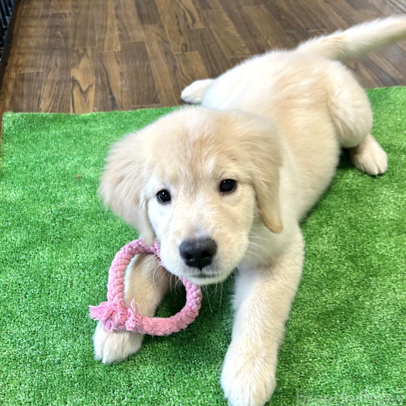 成約済の栃木県のゴールデンレトリーバー-421578の8枚目