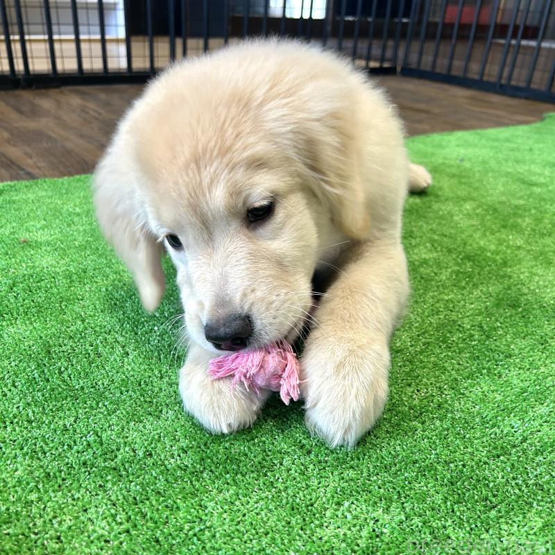 成約済の栃木県のゴールデンレトリーバー-421578の7枚目