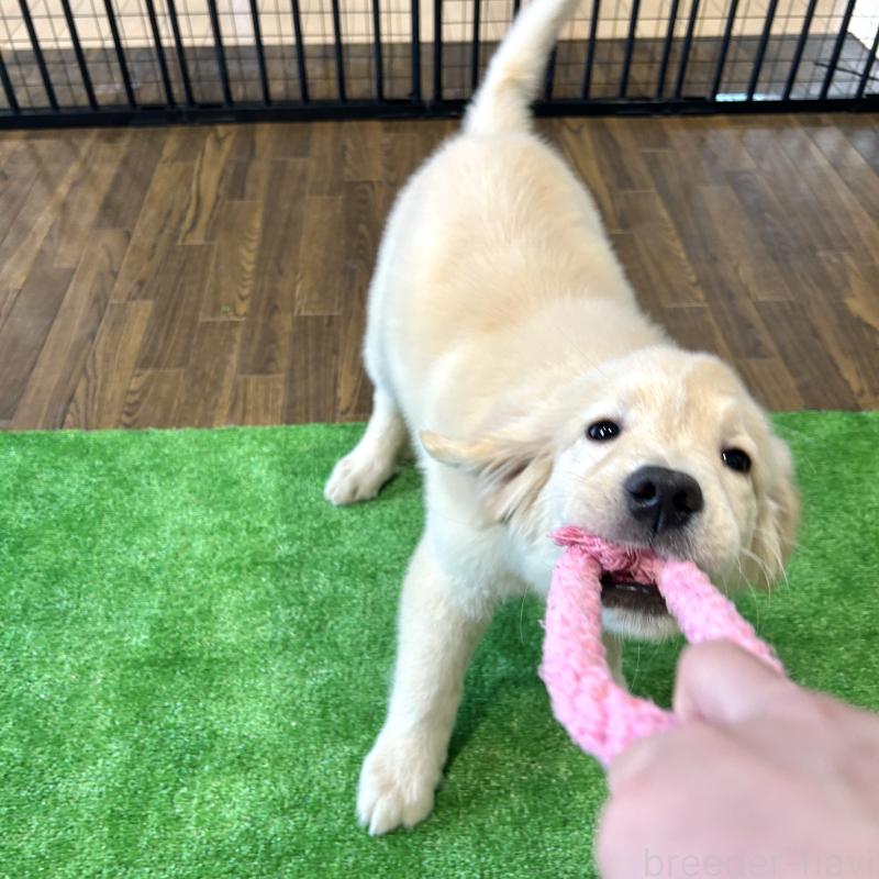 成約済の栃木県のゴールデンレトリーバー-421578の6枚目