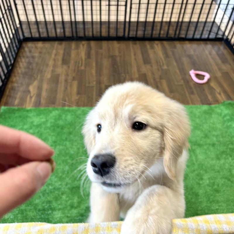 成約済の栃木県のゴールデンレトリーバー-421578の5枚目
