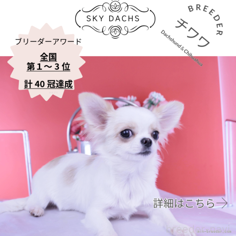 販売中の愛知県のチワワ(ロングコート)-403507の1枚目