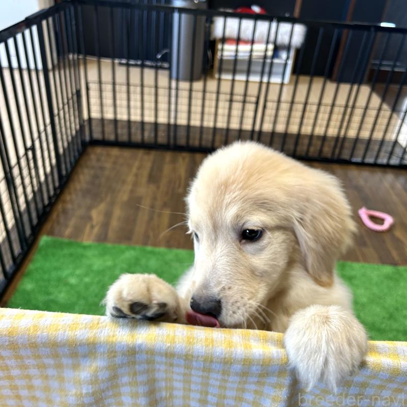 成約済の栃木県のゴールデンレトリーバー-421578の4枚目