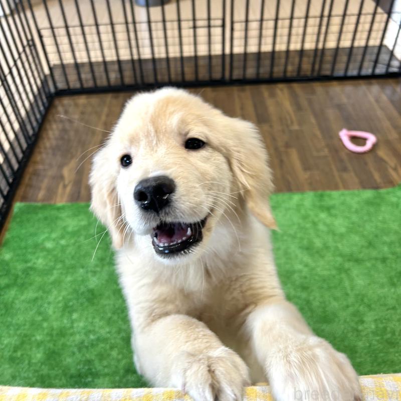 成約済の栃木県のゴールデンレトリーバー-421578の3枚目