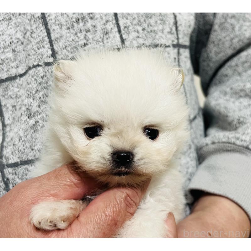販売中の埼玉県のポメラニアン-429626の20枚目