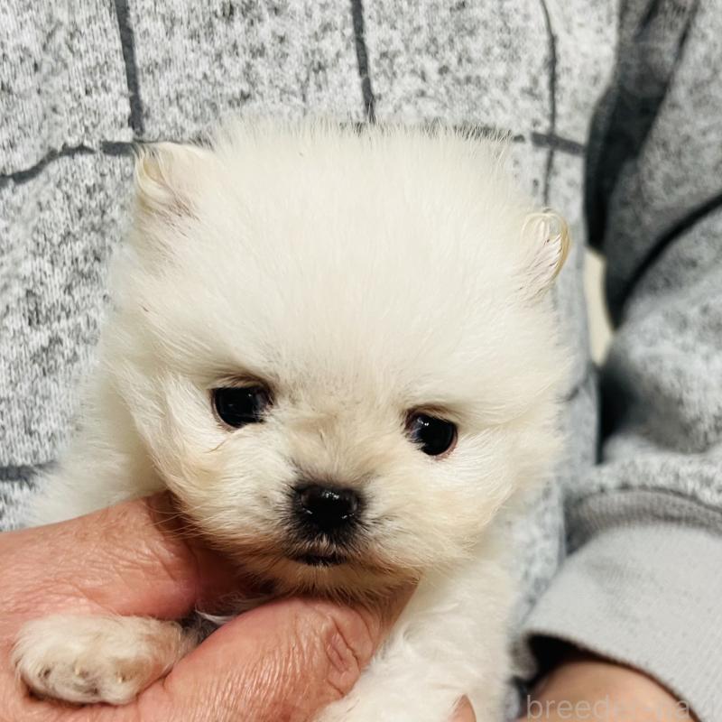 販売中の埼玉県のポメラニアン-429626の19枚目