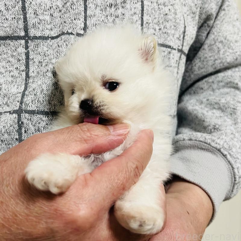 販売中の埼玉県のポメラニアン-429626の18枚目