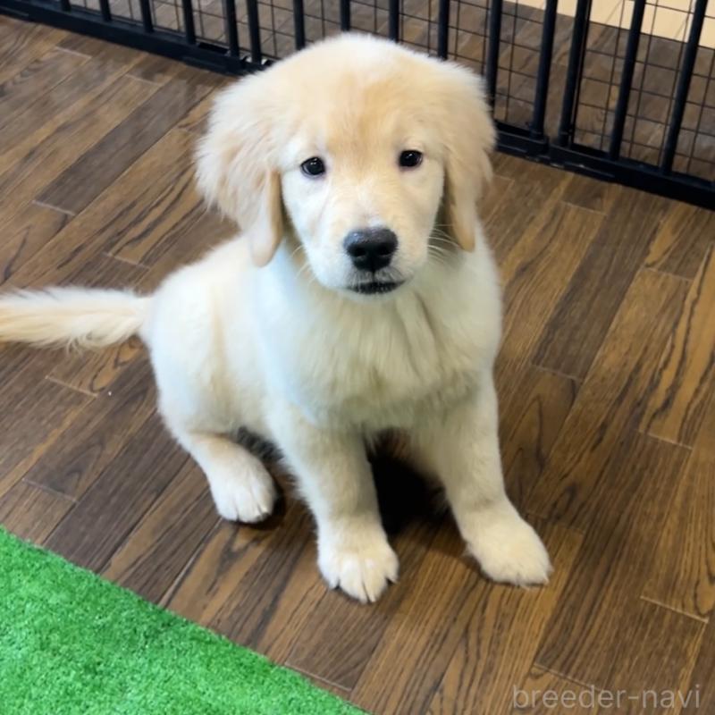 成約済の栃木県のゴールデンレトリーバー-421578の2枚目