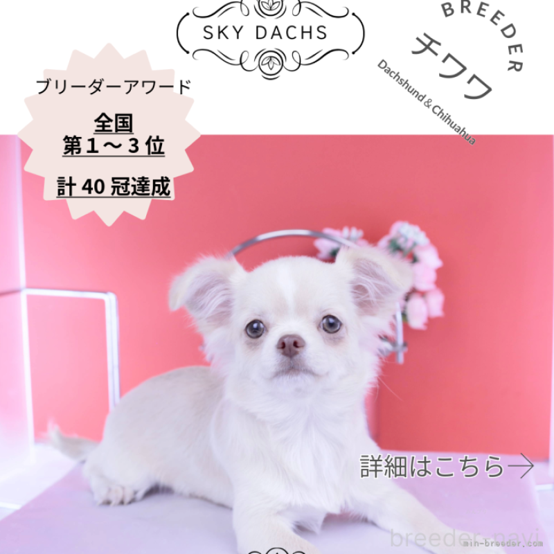 販売中の愛知県のチワワ(ロングコート)-406273