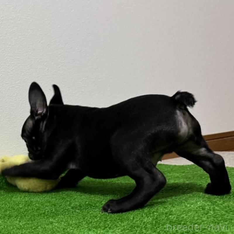 販売中の兵庫県のフレンチブルドッグ-426937の3枚目