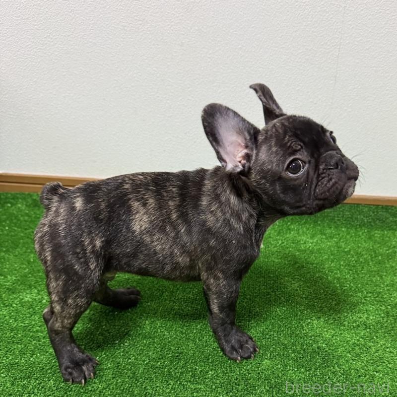 販売中の兵庫県のフレンチブルドッグ-426938