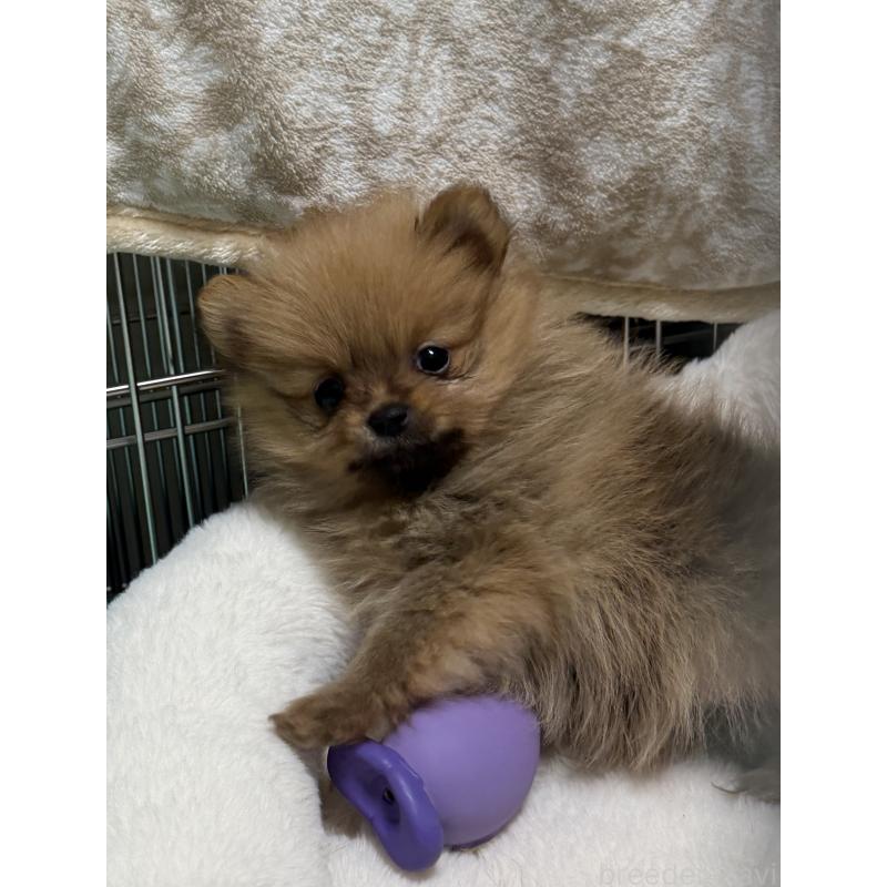 販売中の北海道のポメラニアン-432712の5枚目