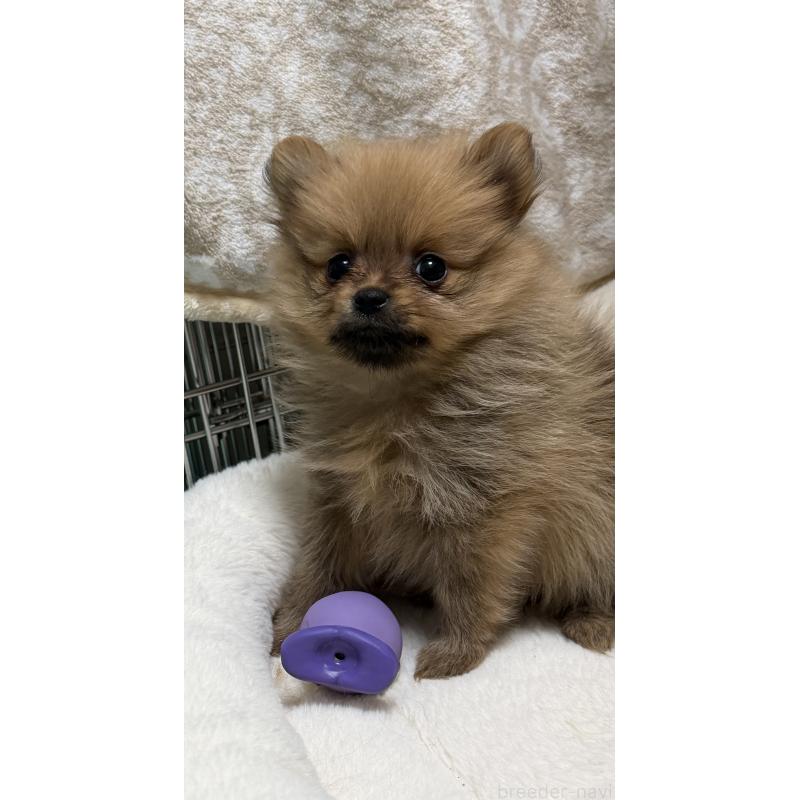 販売中の北海道のポメラニアン-432712の4枚目