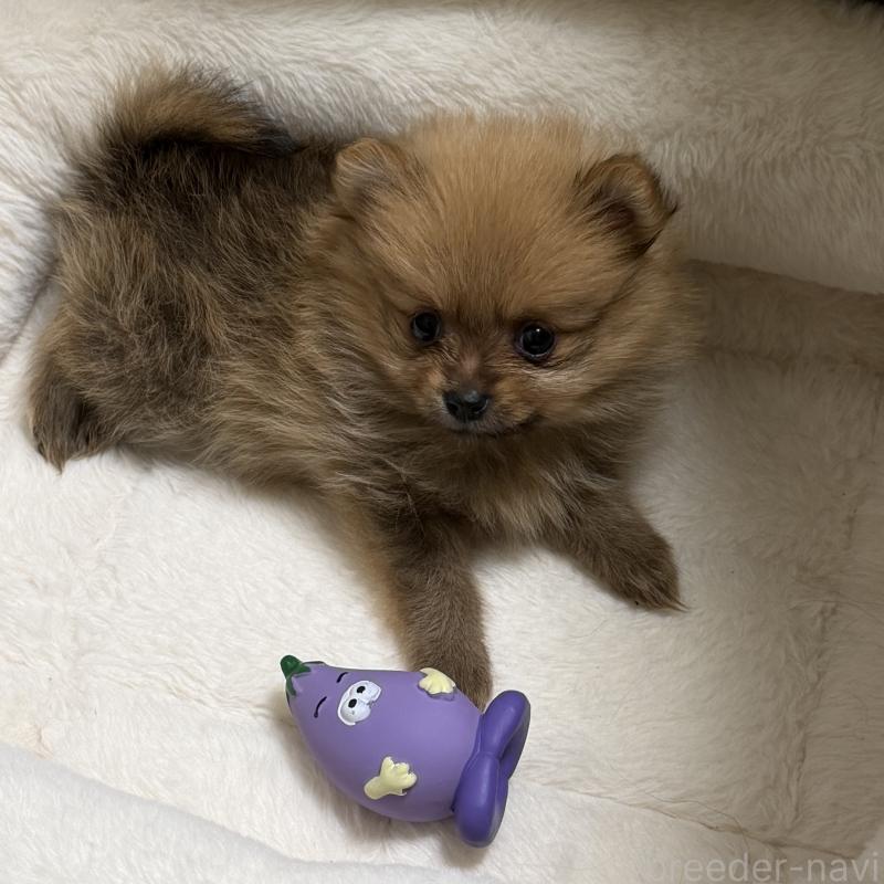 販売中の北海道のポメラニアン-432712の2枚目