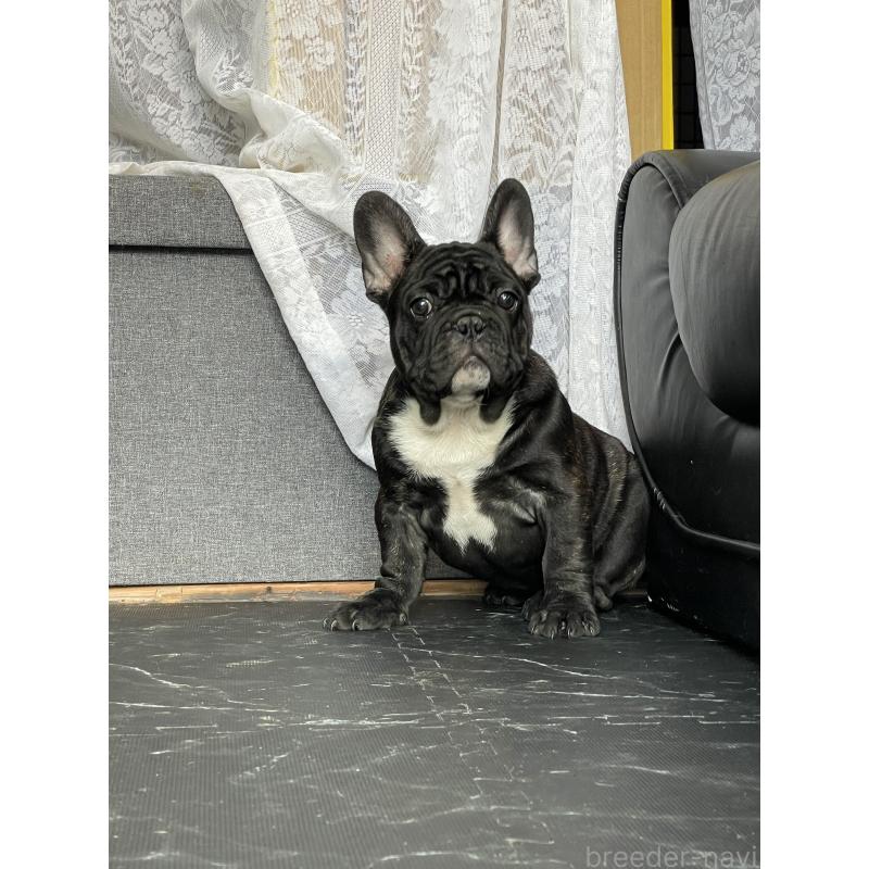 商談中の三重県のフレンチブルドッグ-417886の8枚目
