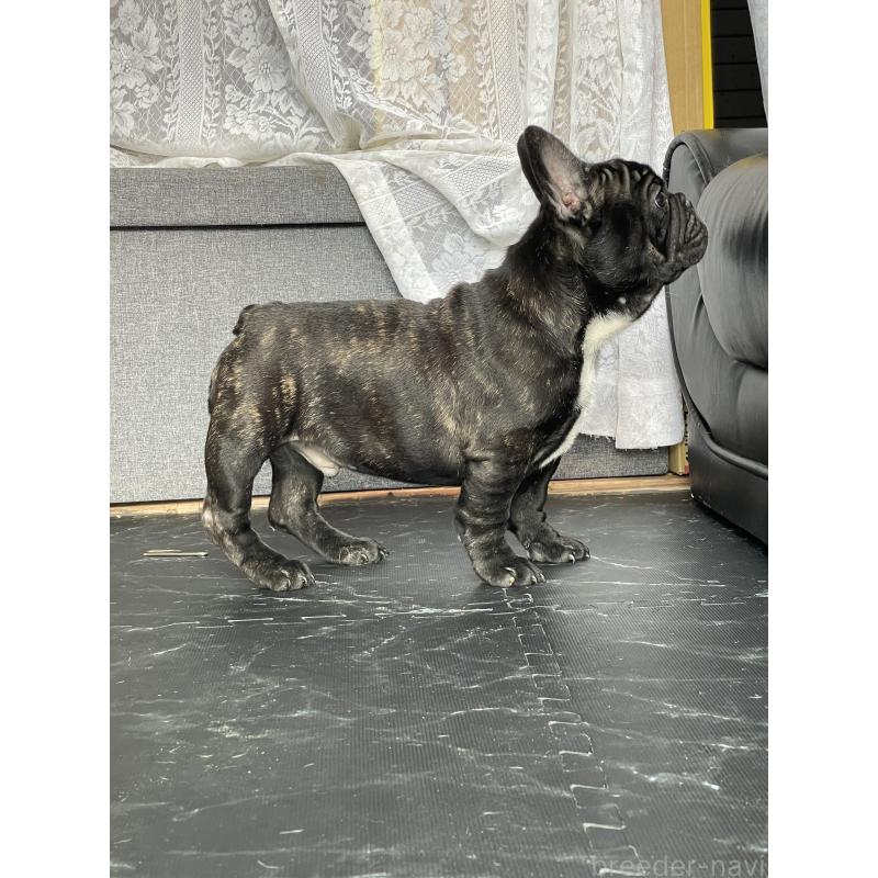商談中の三重県のフレンチブルドッグ-417886の7枚目