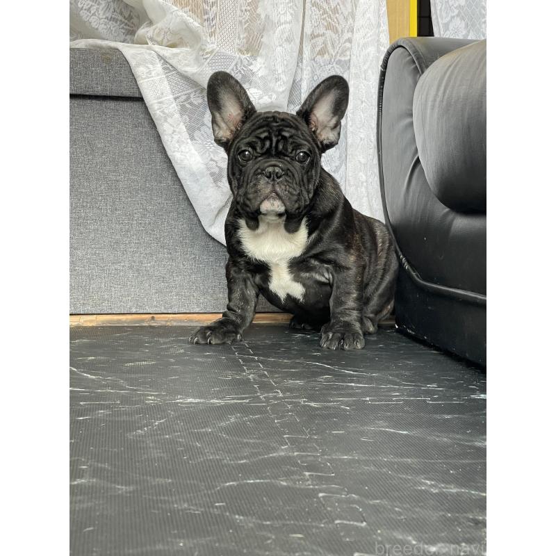 商談中の三重県のフレンチブルドッグ-417886の6枚目