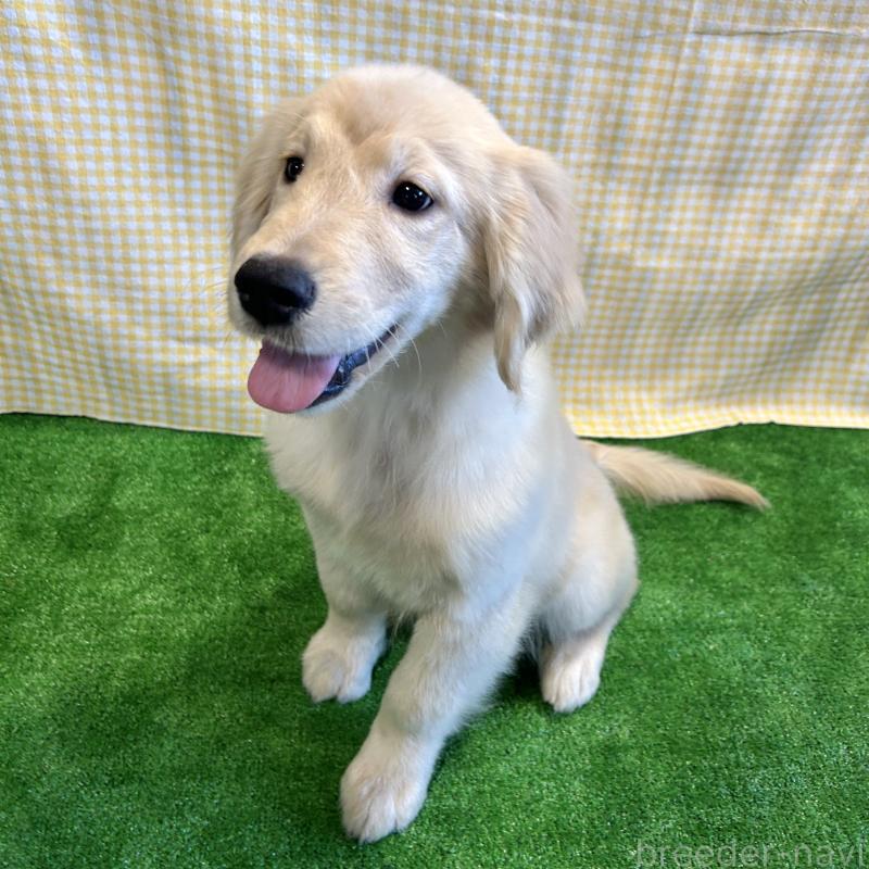 販売中の栃木県のゴールデンレトリーバー-421576