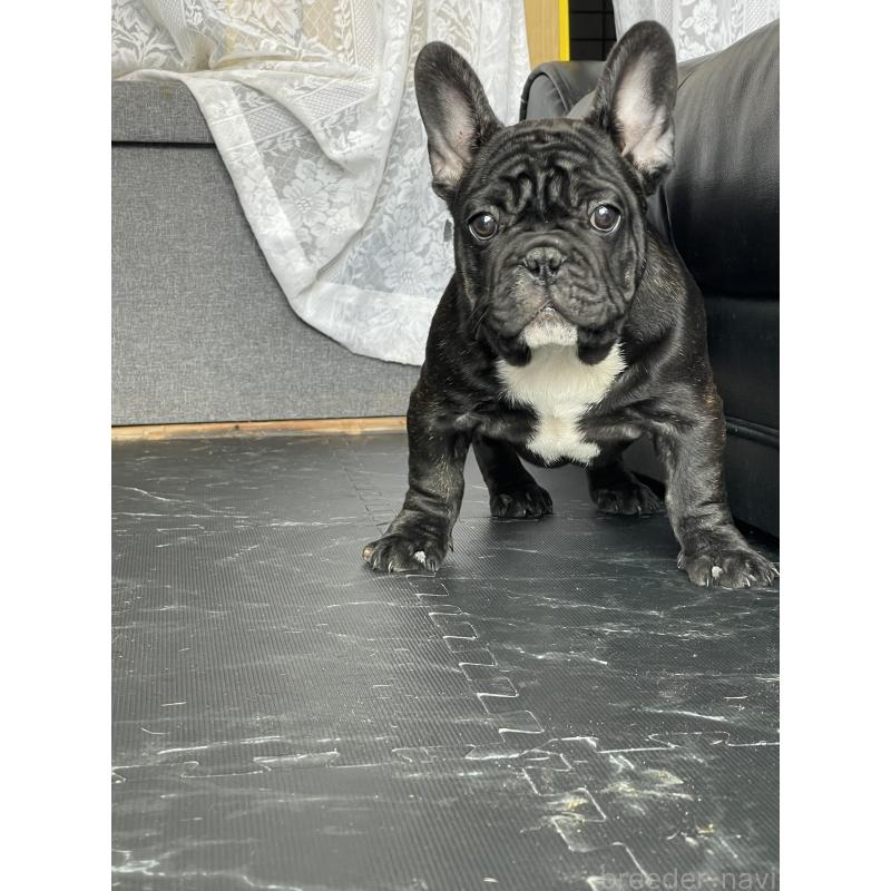 商談中の三重県のフレンチブルドッグ-417886の4枚目