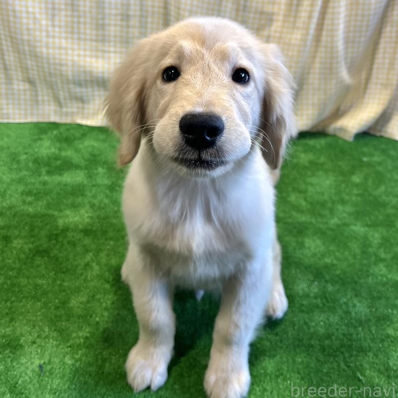 成約済の栃木県のゴールデンレトリーバー-421576の11枚目