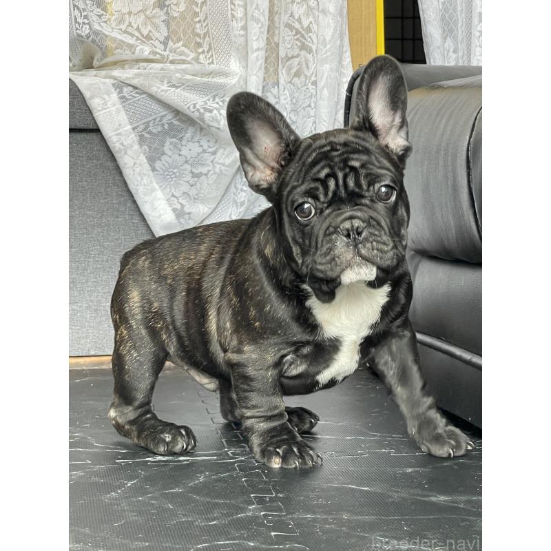 商談中の三重県のフレンチブルドッグ-417886の3枚目