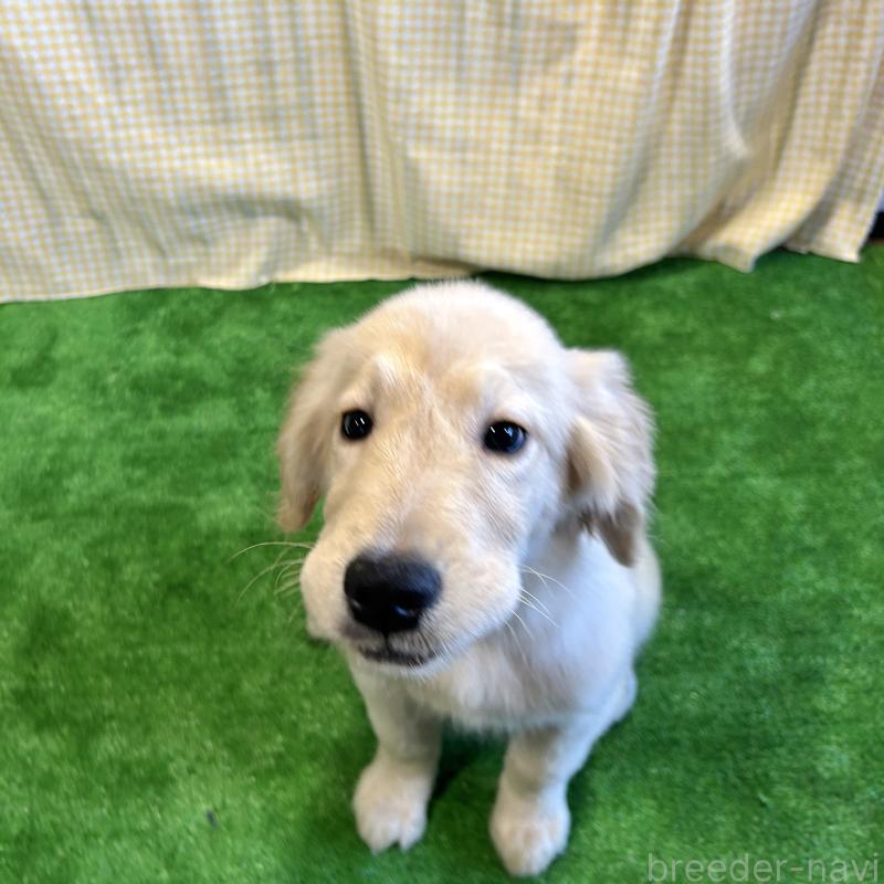 成約済の栃木県のゴールデンレトリーバー-421576の10枚目