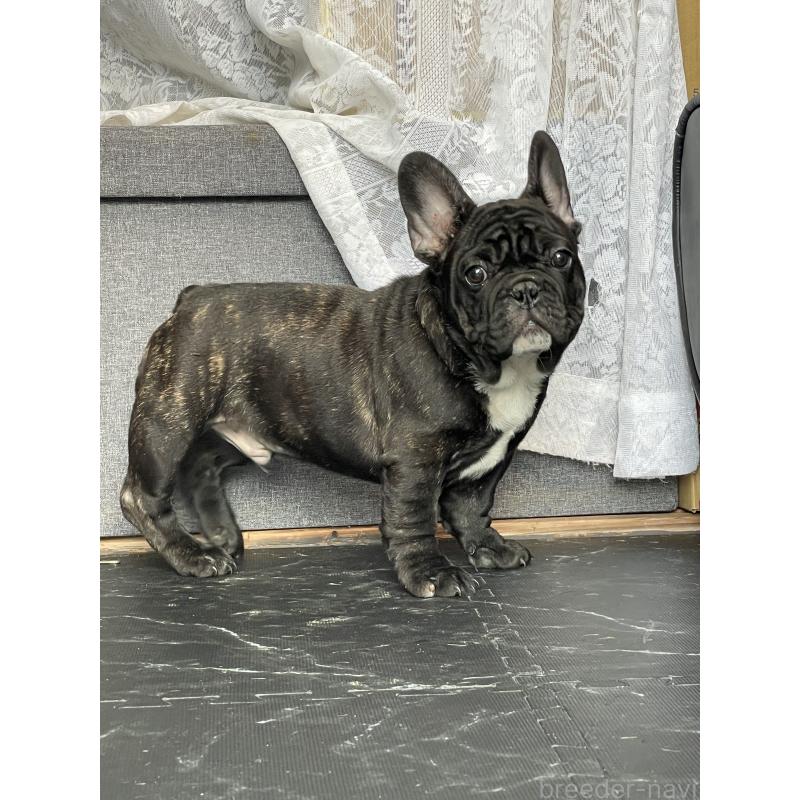 商談中の三重県のフレンチブルドッグ-417886の2枚目