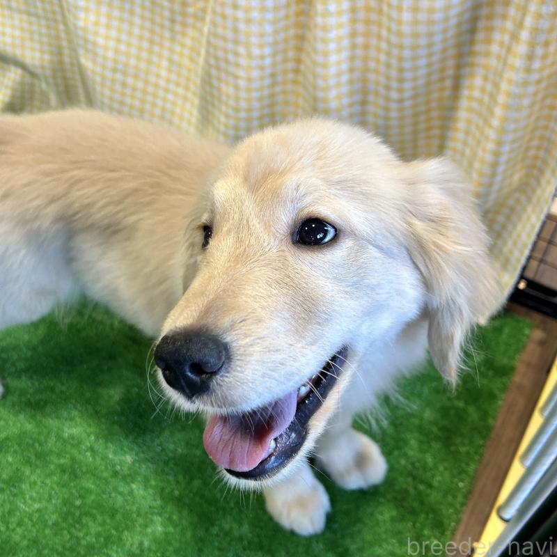 成約済の栃木県のゴールデンレトリーバー-421576の9枚目