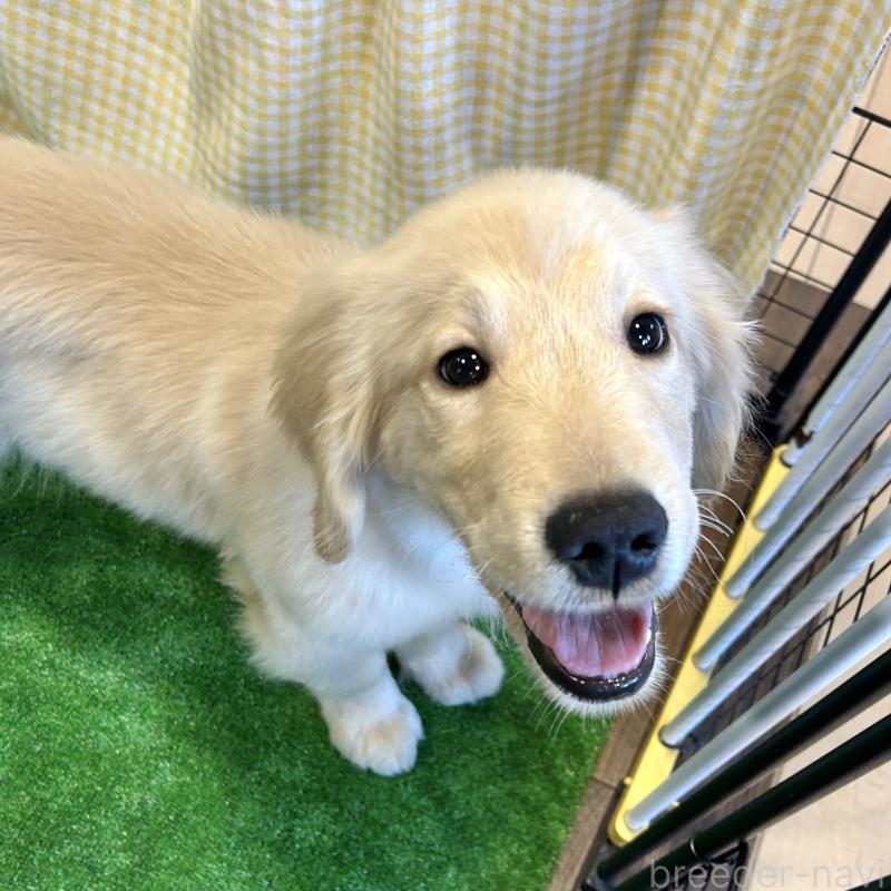 成約済の栃木県のゴールデンレトリーバー-421576の8枚目