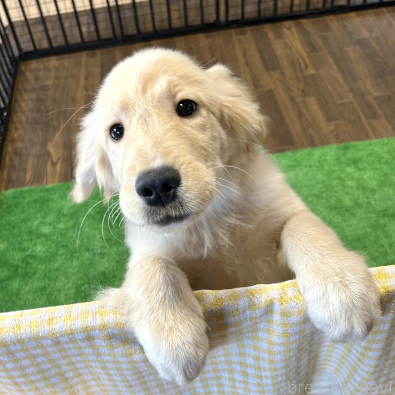 成約済の栃木県のゴールデンレトリーバー-421576の7枚目