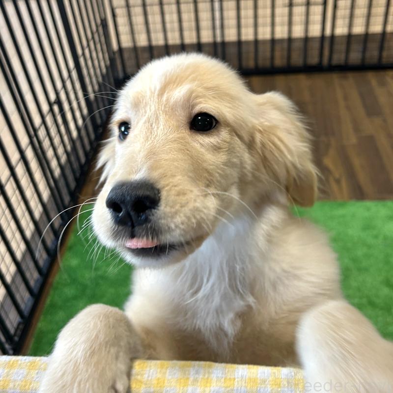 成約済の栃木県のゴールデンレトリーバー-421576の6枚目