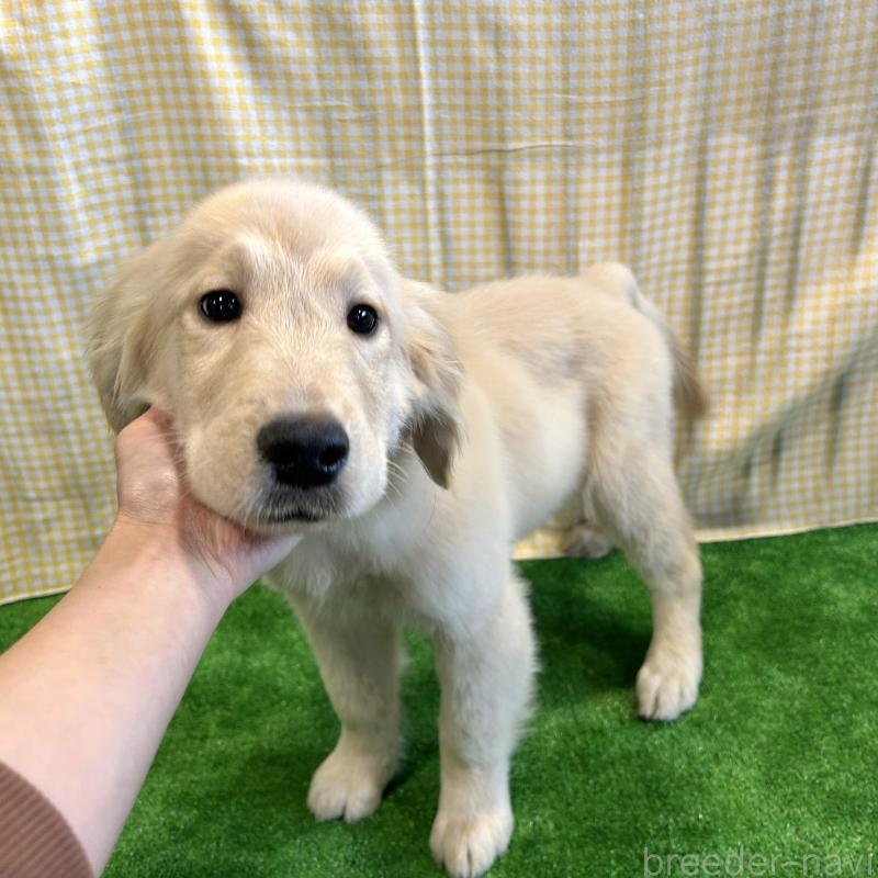 成約済の栃木県のゴールデンレトリーバー-421576の5枚目