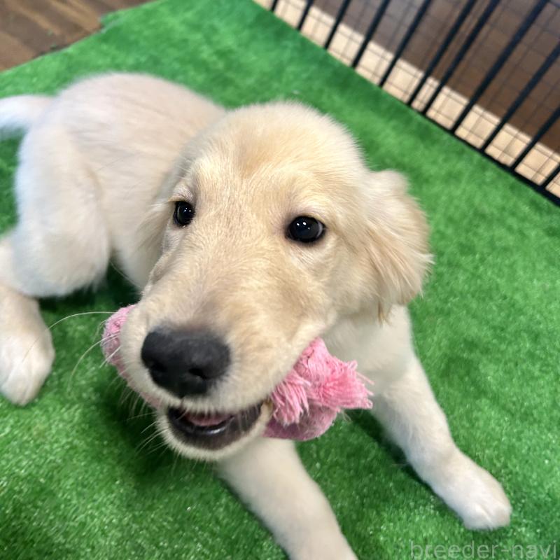 成約済の栃木県のゴールデンレトリーバー-421576の4枚目