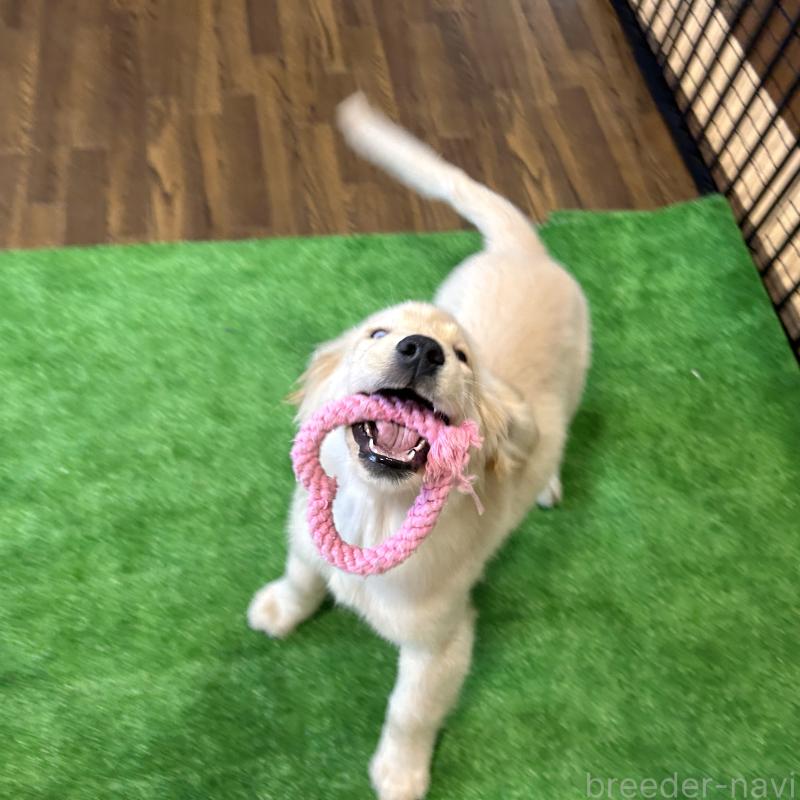 成約済の栃木県のゴールデンレトリーバー-421576の3枚目