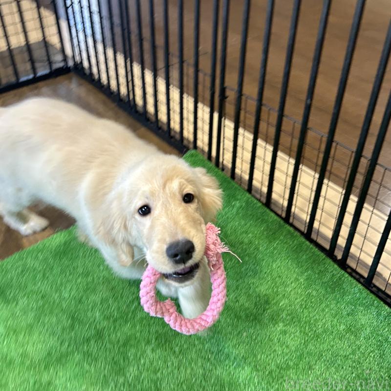 成約済の栃木県のゴールデンレトリーバー-421576の2枚目